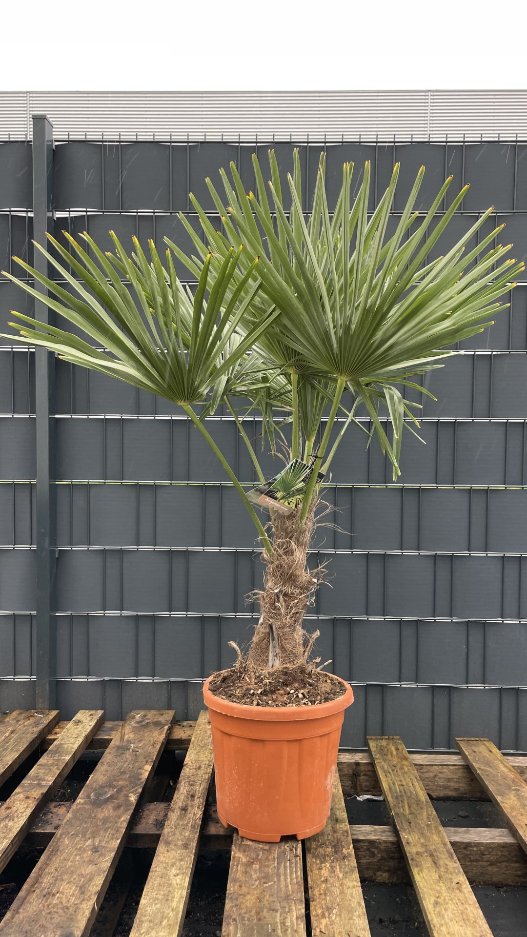 Trachycarpus fortunei Chinesische Hanfpalme